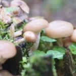ALTERNATIVE ALLA CARNE A BASE DI FUNGHI PER SALVARE FORESTE E CLIMA