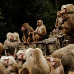 COME SI DIFFONDE IL VAIOLO DELLE SCIMMIE? QUELLO CHE SANNO GLI SCIENZIATI