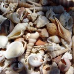 IL RISCALDAMENTO E L’ACIDIFICAZIONE DEGLI OCEANI MINACCIANO GLI ORGANISMI MARINI CALCIFICANTI