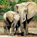 PERCHÉ GLI ELEFANTI AFRICANI HANNO LA PELLE SCREPOLATA? PER MANTENERSI FRESCHI (VIDEO)