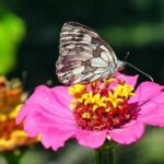 LA BELLA E LA BESTIA: L’EFFETTO DEI CINGHIALI SULL’HABITAT DELLA FARFALLA ZERYNTHIA CASSANDRA