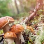 ALTERNATIVE ALLA CARNE A BASE DI FUNGHI PER SALVARE FORESTE E CLIMA