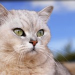 I GATTI SONO STATI ADDOMESTICATI 10.000 ANNI FA IN MESOPOTANIA