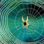 IL SEGRETO DELLA RESISTENZA DELLA SETA DEL RAGNO: È UN CAVO