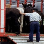 NOTA DELLA DGSAF SILVIO BORRELLO SUL MODELLO 4 INFORMATICO: SENZA I DATI DI TRASPORTO NON SARÀ PIU’ RILASCIATO