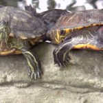 ENTRO IL 13 AGOSTO DI QUEST’ANNO E’ OBBLIGATORIO DENUNCIARE LE SPECIE ALIENE INVASIVE