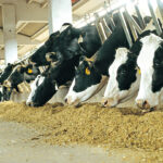 DANIEL MARC ” C’E’ UN NESSO FRA COVID-19 E ALLEVAMENTI INTENSIVI?”