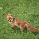 LE VOLPI ROSSE URBANE SI STANNO EVOLVENDO E DIFFERENZIANDO DA QUELLE DI CAMPAGNA