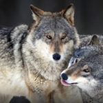 SE IL VOSTRO CANE È BRAVO È GRAZIE AL LUPO CHE È RIMASTO DENTRO DI LUI