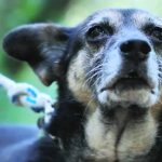 UNA NUOVA FORMULA MATEMATICA PER CALCOLARE L’ETA’ “UMANA” DEI CANI