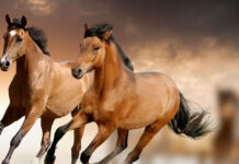 PARTECIPA DAL 21 APRILE AL 31 MAGGIO PV – E’ ATTIVA UN’INDAGINE VOLTA A RIDURRE I RISCHI DELL’INTRODUZIONE DI MALATTIE SUL TERRITORIO NAZIONALE