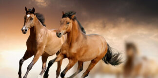 PARTECIPA DAL 21 APRILE AL 31 MAGGIO PV – E’ ATTIVA UN’INDAGINE VOLTA A RIDURRE I RISCHI DELL’INTRODUZIONE DI MALATTIE SUL TERRITORIO NAZIONALE