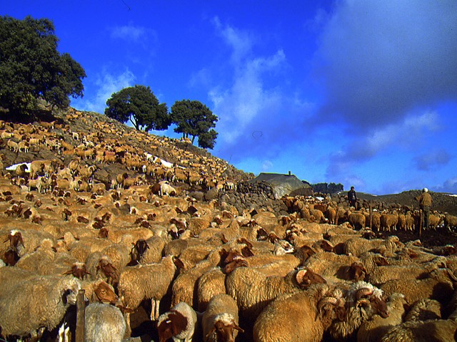 greggi-di-pecore