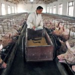 REG UE 750/2014 – PRESCRIZIONI DI POLIZIA SANITARIA PER L’INTRODUZIONE NELLA UE DI SUINI