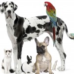 COSMETICI: STOP TOTALE IN EUROPA AI TEST SUGLI ANIMALI