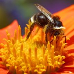 ECCEZIONALE SCOPERTA: IMMUNITÀ CONTRO I PATOGENI, ECCO COME FANNO GLI INSETTI