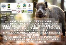 PADULI (BN) – 15/05/2026 – SANITÀ PUBBLICA VETERINARIA: IL RUOLO DEL MEDICO VETERINARIO NELLA GESTIONE DELLE PROBLEMATICHE LEGISLATIVE E SANITARIE DEGLI ANIMALI SINANTROPI – CINGHIALI – E NELLA VALORIZZAZIONE DELLA FILIERA ALIMENTARE COME RISORSA PER LE AREE INTERNE A TUTELA DELLA SALUTE PUBBLICA NELL’ OTTICA ONE HEALTH