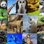 IL CAMBIAMENTO CLIMATICO PROVOCHERÀ UN AUMENTO DELLE MALATTIE TRASMESSE DAGLI ANIMALI?