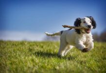 AGGIORNAMENTO FNOVI 2025 – “CONOSCIAMO IL CANE SPORTIVO” DIECI INCONTRI