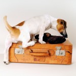 LINEE GUIDA RELATIVE ALLA MOVIMENTAZIONE E REGISTRAZIONE NELL’ANAGRAFE DEGLI ANIMALI D’AFFEZIONE