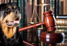 RIFORMA DEL CODICE PENALE – REATI CONTRO GLI ANIMALI, APPROVATA LA NUOVA LEGGE