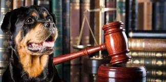 RIFORMA DEL CODICE PENALE – REATI CONTRO GLI ANIMALI, APPROVATA LA NUOVA LEGGE