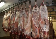 RACCOMANDAZIONI DAL CNSA – ECHINOCOCCOSI CISTICA: SENSIBILIZZARE IL SETTORE VETERINARIO