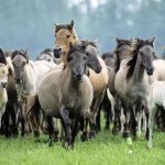 IDENTIFICAZIONE DEGLI EQUIDI: IN ARRIVO LE SANZIONI PER LE VIOLAZIONI AL REG. 504/2008