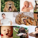 LUPI E UOMINI, QUELLO SBADIGLIO CONTAGIOSO CHE UNISCE I MAMMIFERI