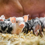 DISPOSITIVO DIRIGENZIALE – SCATTA LA REGOLAMENTAZIONE DEI SUINI “DA COMPAGNIA”