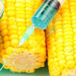 FIRMATO IL DECRETO CHE VIETA LA COLTIVAZIONE IN ITALIA DEL MAIS MON810