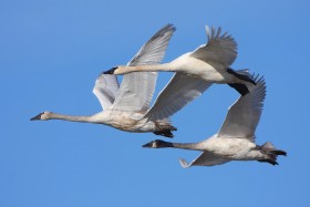 Migratori in Volo