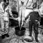 MACELLAZIONE D’EMERGENZA: PRECISAZIONI MINSAL-REGIONI