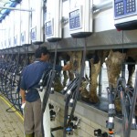 BENESSERE ANIMALE: UN SISTEMA VALUTA IL DIRITTO DI MANGIARE, BERE, MUOVERSI, NON AVERE PAURA E DI AVERE CONDIZIONI SANITARIE NORMALI DELLE VACCHE