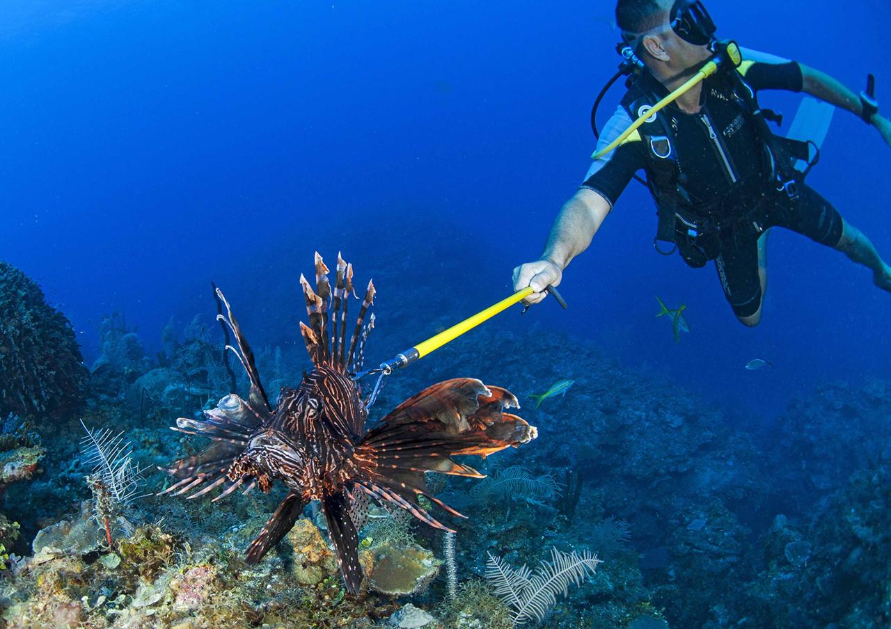Scorpione E Pesci A Letto I PESCI SCORPIONE ALLA CONQUISTA DEL MEDITERRANEO. L’UNICA SOLUZIONE È