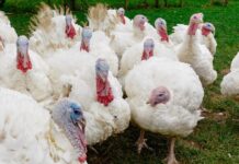 INFLUENZA AVIARIA, IL REGNO UNITO AVVIA TEST VACCINALI NEI TACCHINI