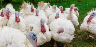 INFLUENZA AVIARIA, IL REGNO UNITO AVVIA TEST VACCINALI NEI TACCHINI