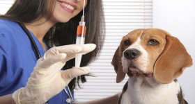 Dog Vaccination