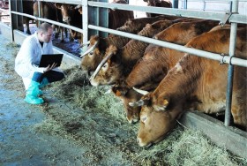 Veterinario Aziendale