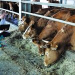 13 MAGGIO 2021 – CORSO FAD DELL’IZSAM G.CAPORALE DI TERAMO – IL REGISTRO ELETTRONICO DEI TRATTAMENTI E LA SEMPLIFICAZIONE