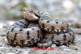 vipera_aspis_aspis