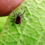 LA PROTEINA ANTIGELO DELLE ZECCHE CHE IMPEDISCE IL CONGELAMENTO NEI TOPI