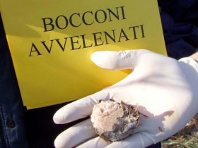 bocconi-avvelenati-esche