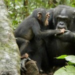 SCOPERTO UN VACCINO ORALE PER SALVARE SCIMPANZÉ E GORILLA DA EBOLA E DA ALTRE MALATTIE