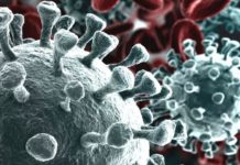 UNO STUDIO ONE HEALTH GETTA NUOVA LUCE SUL COMPLESSO INTRECCIO FRA PIPISTRELLI, ALLEVAMENTI SUINI E VIRUS